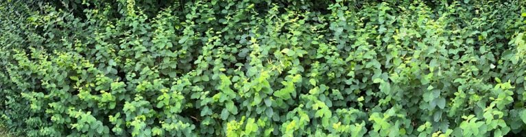 The leaves of the common snowberry, a native boxwood alternative