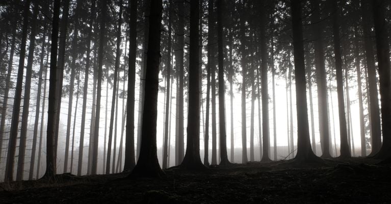 A photo of a forest landscape with dramatic silhouettes, miniature effect and selective focus, used in a post about tree planting sexual violence.