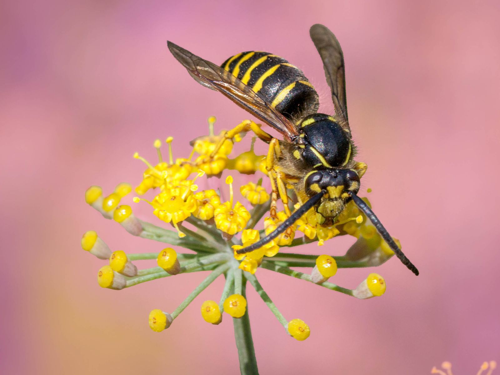 What You Can Do To Make Wasps Less Annoying - Chatelaine