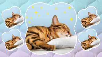 You’re Probably Making Your Bed Wrong