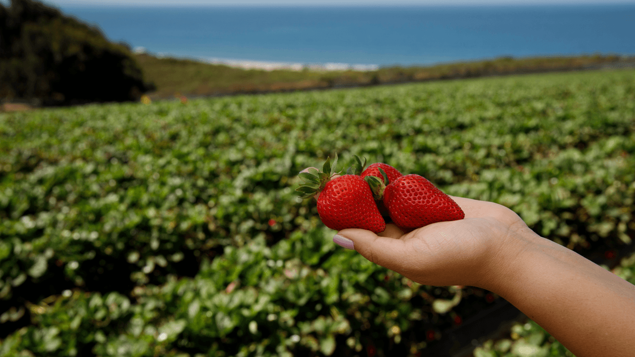 How Family-Run California Strawberry Farms Bring Berries to Our Stores