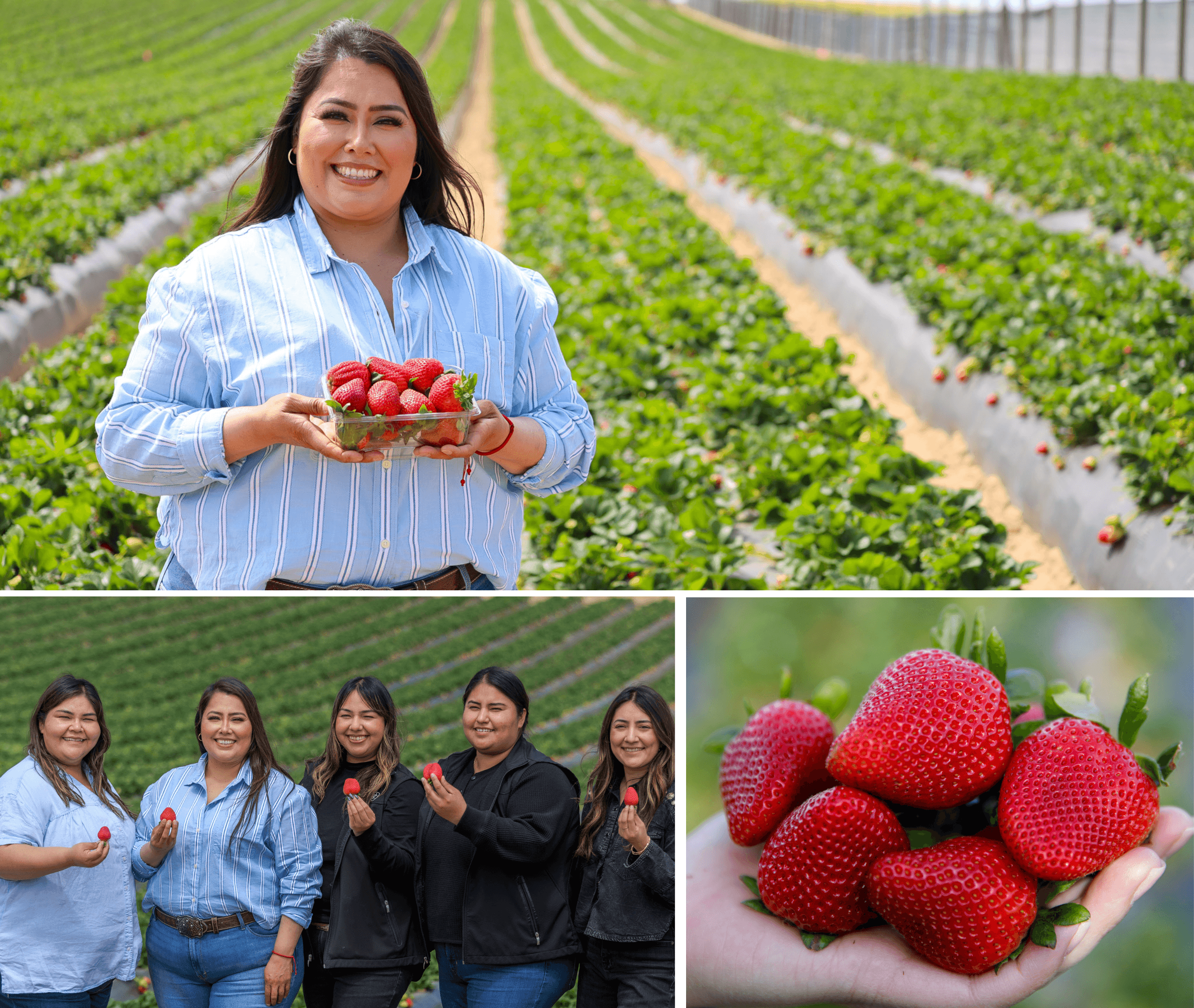 How Family-Run California Strawberry Farms Bring Berries to Our Stores