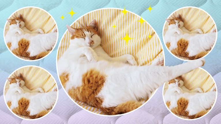 A collage of cats sleeping on a yellow-and-white-striped duvet cover, for a story about getting a sleep divorce.