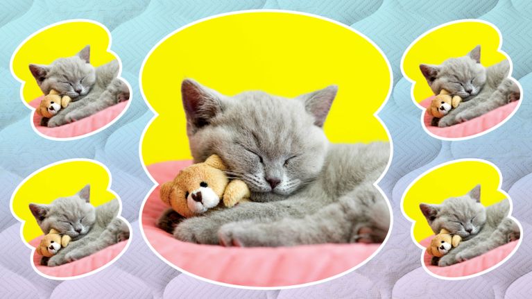 A collage of a cat cuddling with a stuffed teddy bear, in a story about sleep trackers and sleep stress.