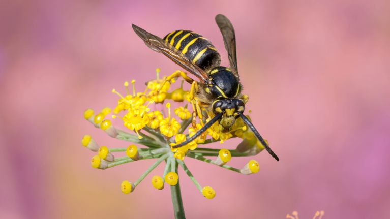 A wasp or yellow jacket on a dill flower against a pink background for a piece on how to deal with wasps in Canada and how to make them less annoying