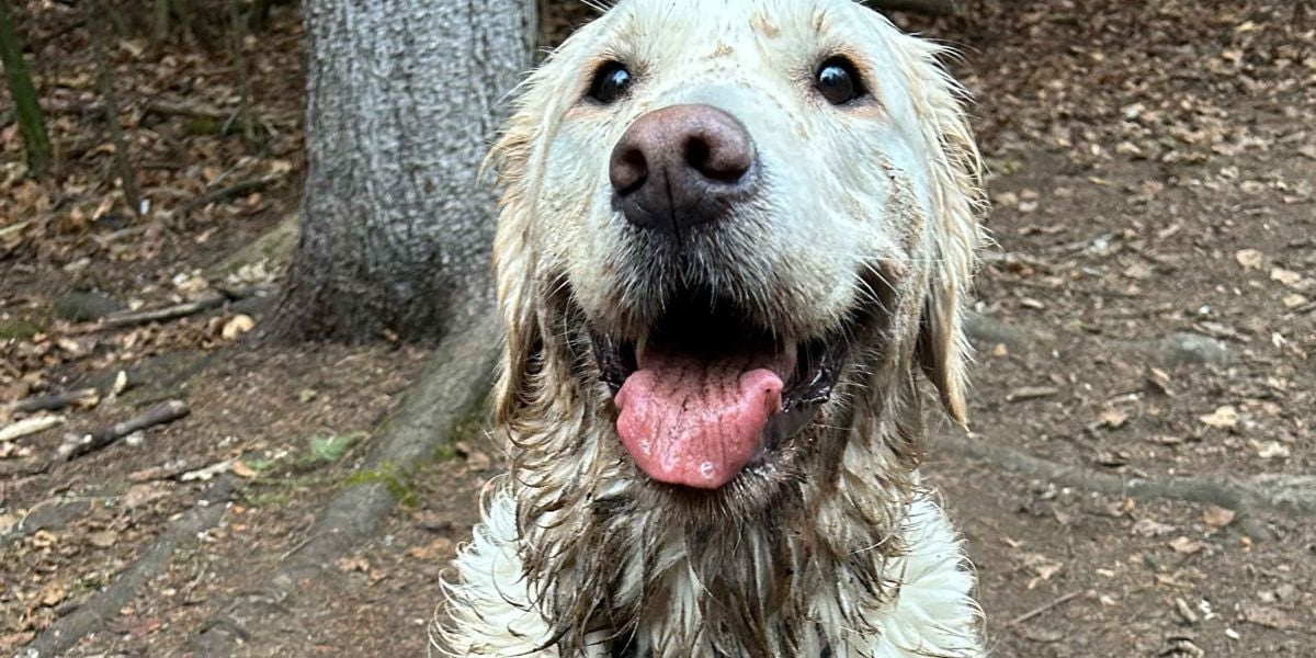 Cordless stick vacuum cleaning pet hair from carpet