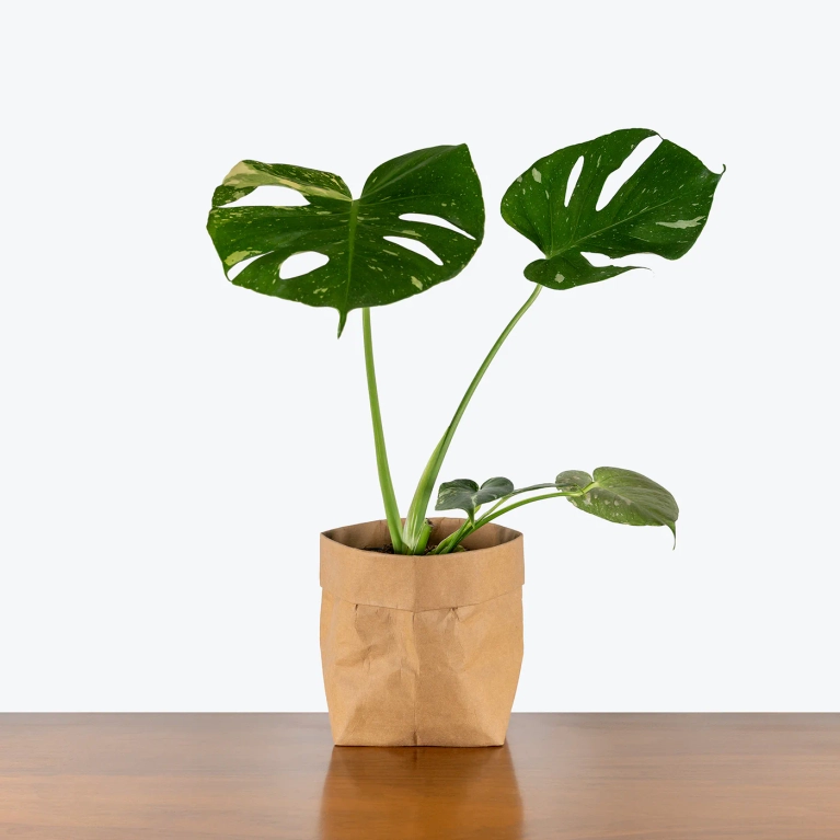 A monstera thai constellation plant
