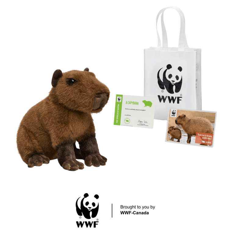 Capybara plush toy with gift bag and adoption certificate.