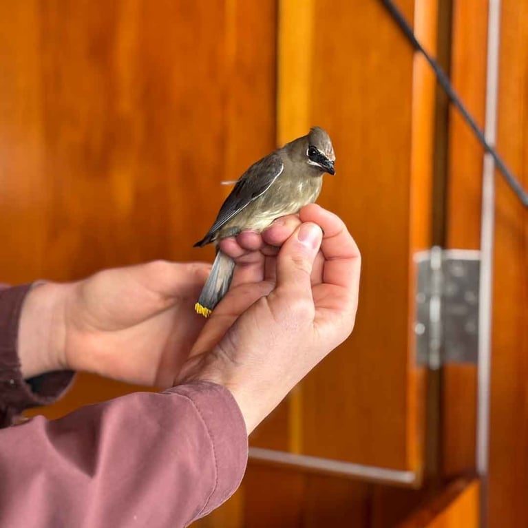 A cedar waxwing being banded at Petbo, prince edward point bird observatory