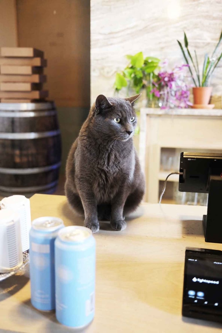 The cat at Matron Brewery