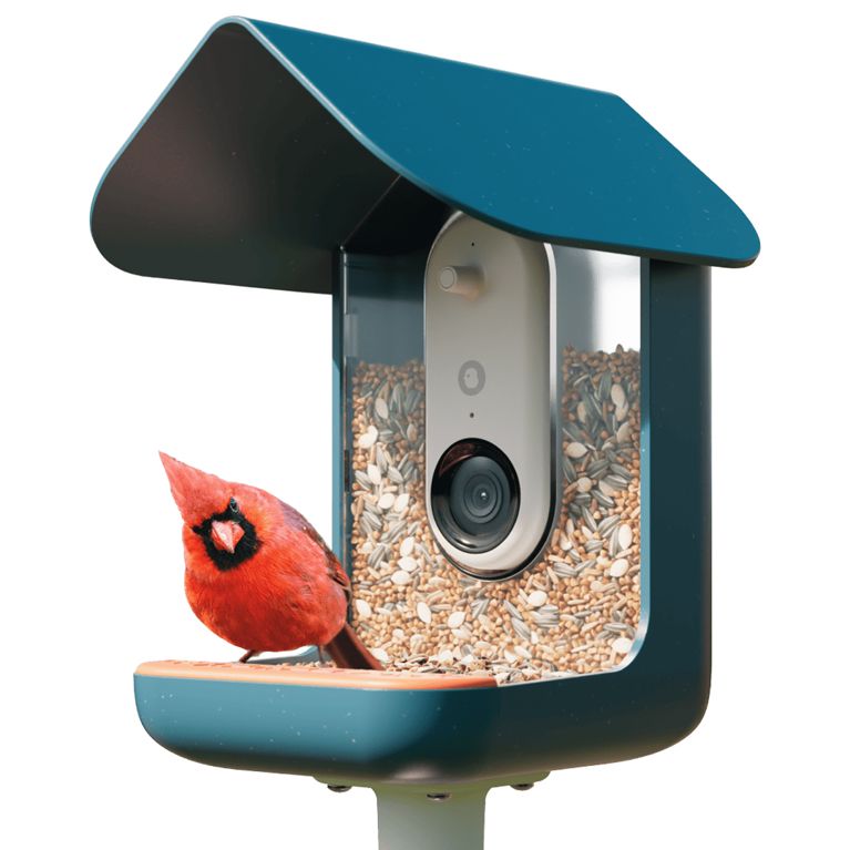 A blue BirdBuddy Pro camera with a cardinal perched on its ledge for a post about tech gifts for the holidays.