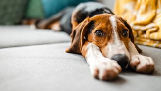 Ask A Veterinarian: How To Handling A Dog That Bites?
