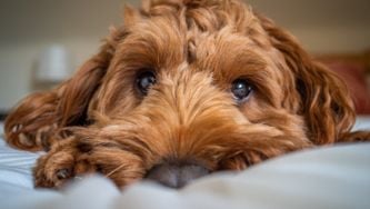 Which Dog Breed Is The Naughtiest?