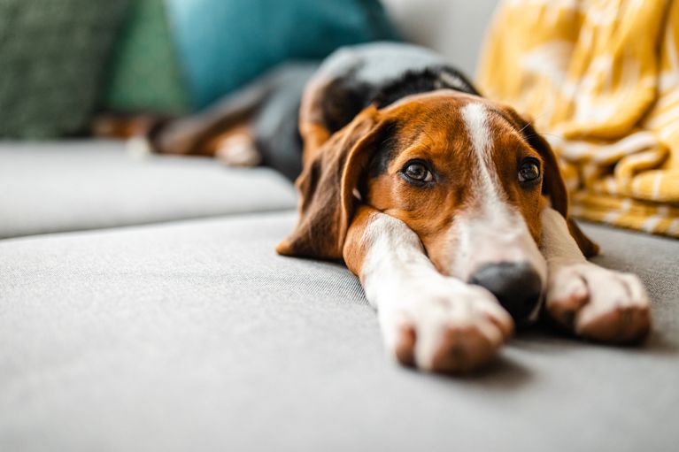 A photo of a dog lying on a couch with his head between his paws in a post about handling a dog that bites.