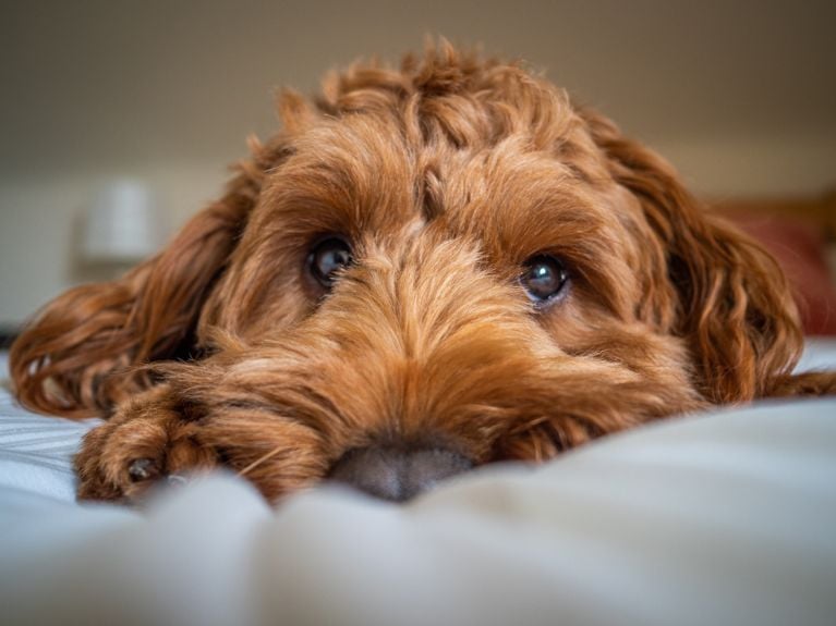 A photo of a red cockapoo with her head on a blanket.