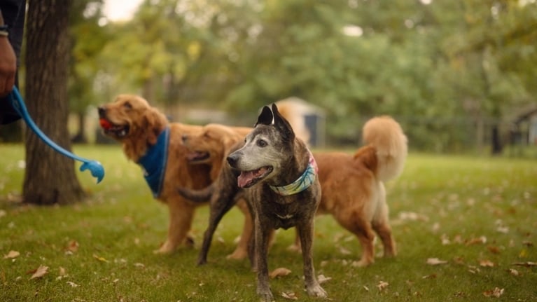 A photo of two golden retrievers and an older rescue dog playing fetch, used in a post about rescue dog show cbc.