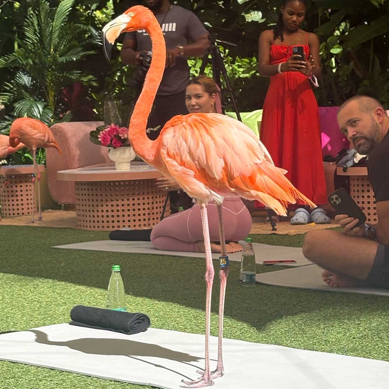 A flamingo standing on a yoga mat in a post about rosewood baha mar review.
