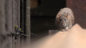 What You Need To Know About The Hantavirus Outbreak