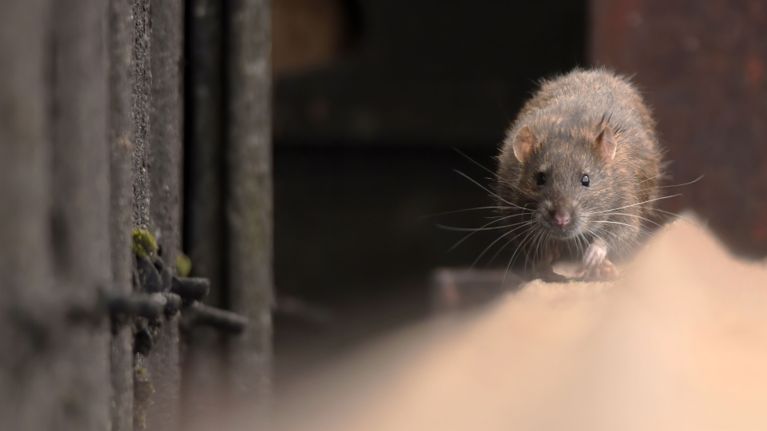 A photo of a rat running along a ledge for an explainer about hantavirus.