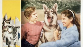 Everything We Know About The Littlest Hobo Reboot