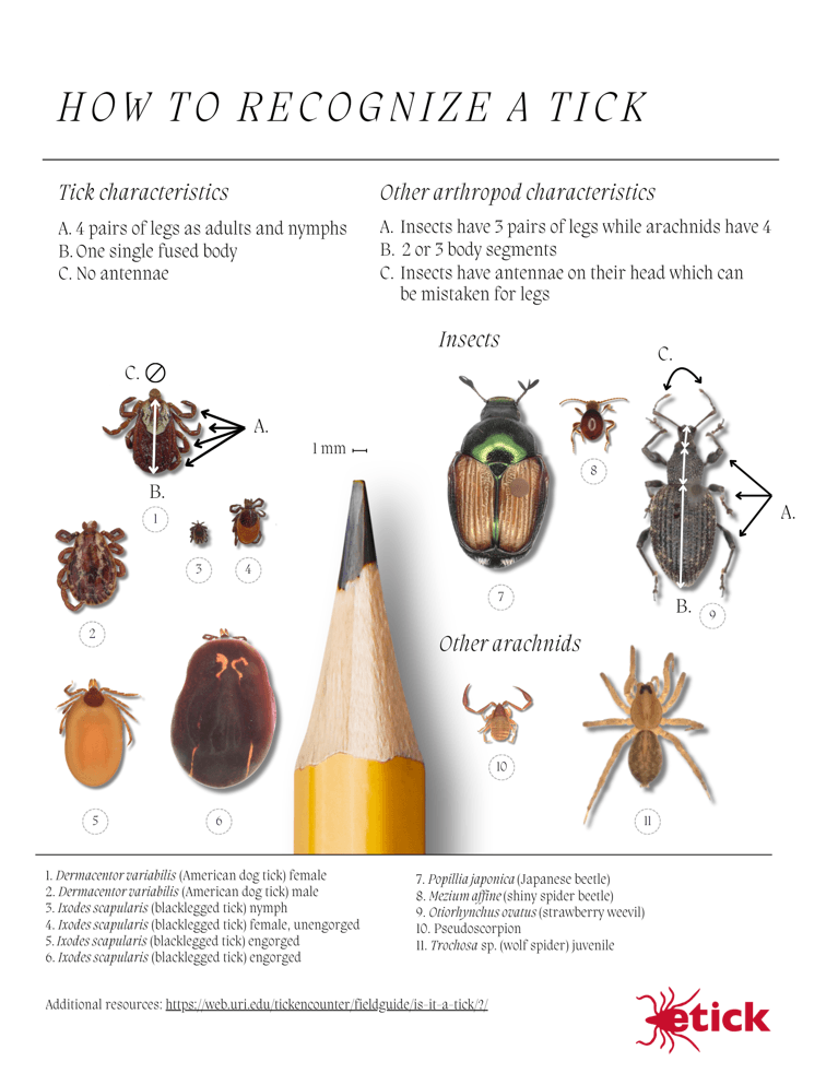 A guide to identifying a tick