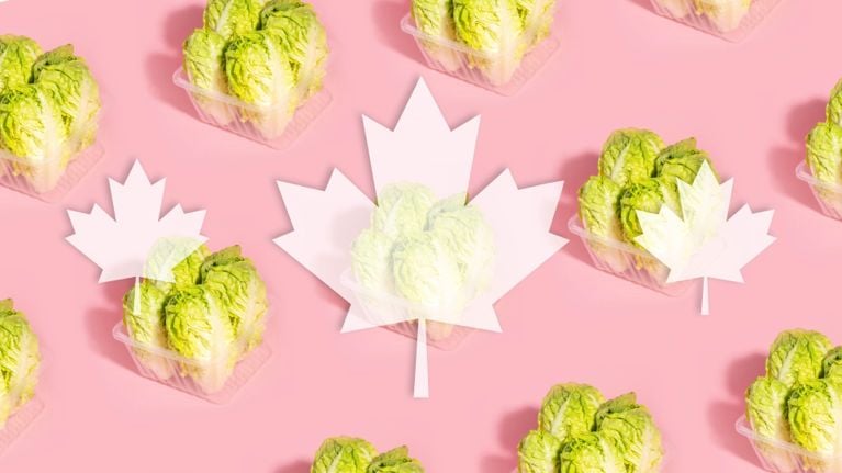 A repeating motif of boxes of lettuce and white maple leaves on a pink background in a post about cyclosporiasis parasite and lettuce.