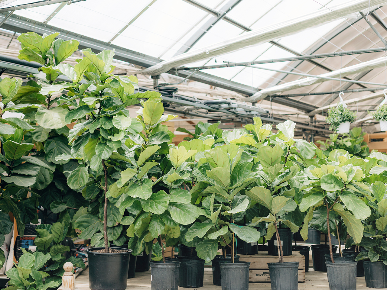How To Care For A Fiddle-Leaf Fig Plant - Chatelaine