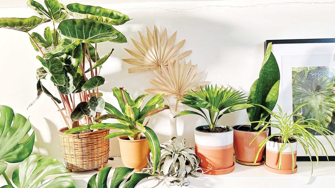 WInter Houseplant Care: What You Need To Know - Chatelaine