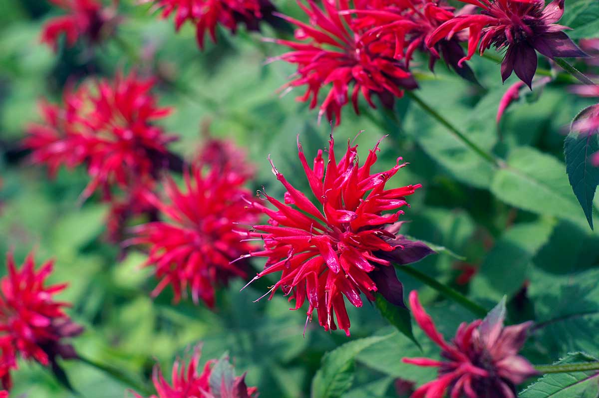 10 Easy Native Perennials You Can Plant This Fall - Chatelaine